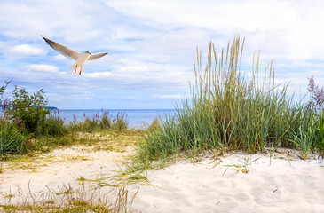 Möwe über einem Strandübergang an der Ostesee