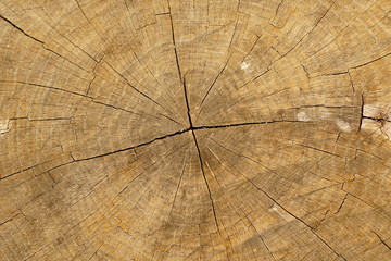 Wood texture of cut tree trunk, close-up 