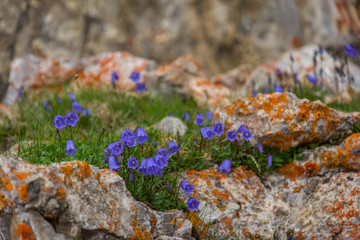 Alpen, Allgäu, Natur, Wandern, Hochvogel, Nebelhorn, Klettersteig, klettern, bergsteigen