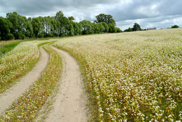 The twisting field road in the blossoming buckwheat field. Summer landscape