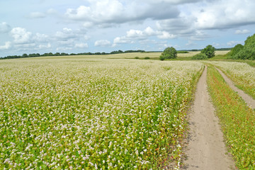 The field road on the region of the blossoming buckwheat field. Summer landscape