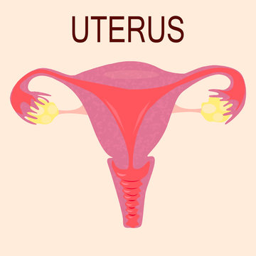 Uterus and ovaries, organs of female reproductive system on light pink background