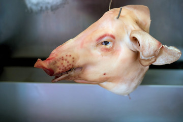 Pig head in a freezer