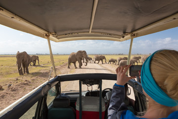 Woman on african wildlife safari, Amboseli national park, Kenya. Lady taking a photo of herd of wild african elephants with her smartphone. Open roof safari vehicle. Focus on elephants. - obrazy, fototapety, plakaty