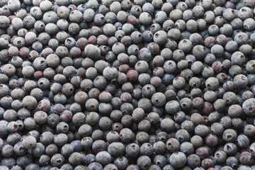 Frozen blueberry fruit food round background pattern blue purple texture