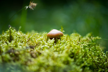 Mushroom growing out of moss in the forest