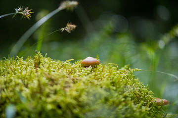 Mushroom growing out of moss in the forest