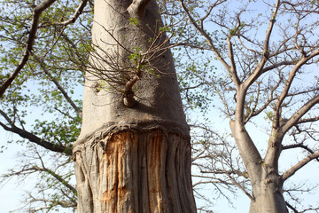 Paysage africain - énormes baobabs