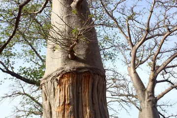 Papier Peint photo Lavable Baobab Paysage africain - énormes baobabs