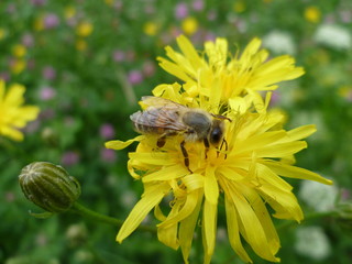 Honeybee collecting pollen ot the yellow blossom