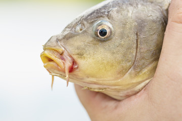 Live carp in fisherman hands. Fishing concept