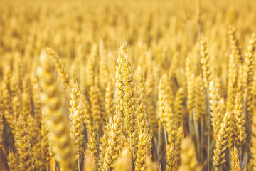 Golden wheat field. Wheat stalks and grain close up, selective focus in soft shades of yellow and orange. Summer harvest concept for natural food growing crops health nutrition lifestyle. 