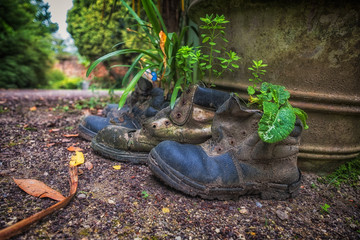 old boots planted with plants and flowers in the garden