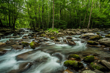 Obraz premium Smoky Mountain Streams