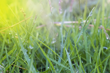 water drop on green leaf after raining