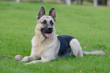 German Shepherd Dog, Eastern European Shepherd Dog in the Park