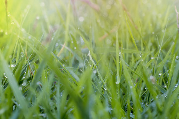 water drop on green leaf after raining