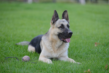 German Shepherd Dog, Eastern European Shepherd Dog in the Park