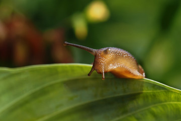 Garden snail on a green leaf. Natural green background. Macro photo 