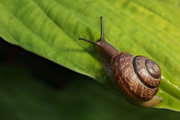 Garden snail on a green leaf. Natural green background. Macro photo 