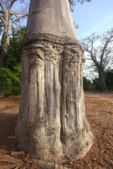 old baobab tree trunk in Africa