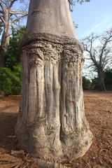 Photo sur Plexiglas Baobab old baobab tree trunk in Africa