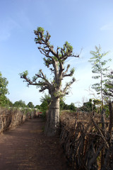 young baobab tree in Africa
