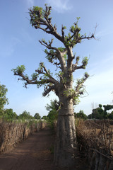young baobab tree in Africa