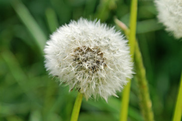 Schöne Pusteblume