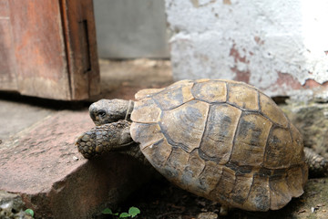 Tortoise