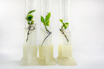 Close up view to microplants of cloned oak (Quercus robur L.) in test tubes with nutrient medium using micropropagation technology in vitro