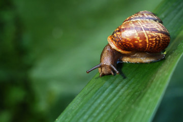 Garden snail on a green leaf. Natural green background. Macro photo 