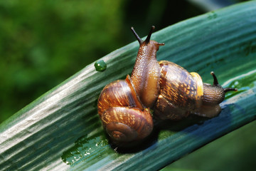 Garden snail on a green leaf. Natural green background. Macro photo 