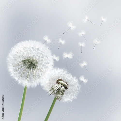 "Schöne Pusteblumen" Stockfotos und lizenzfreie Bilder auf