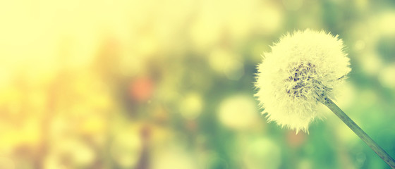 Schöne Pusteblume © Thaut Images
