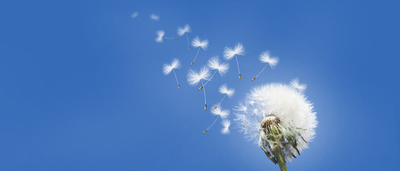 Schöne Pusteblume © Thaut Images