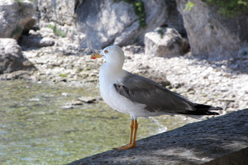 Fototapeta premium white gull with grey wings stands on the stone parapet