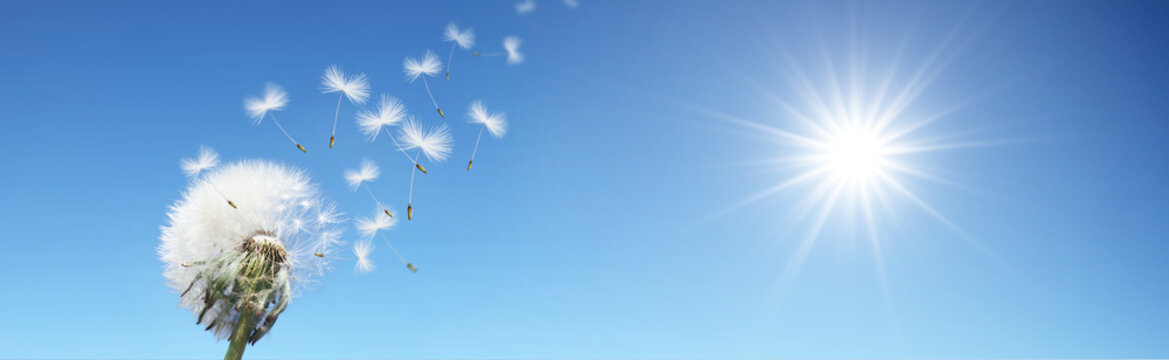 Fototapeta Schöne Pusteblume