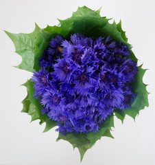 Bunch of blue Centaurea flowers in green leaves isolated on white