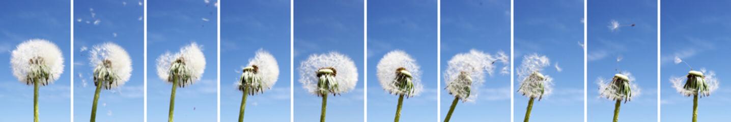 Obraz premium Pusteblume im Wind - Kollage