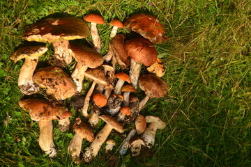 Shrooms