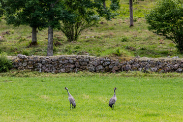 Fototapeta premium Cranes standing in grass set against a stone wall