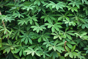 green and bright cassava leaves