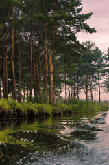 Pines grow on the banks of the river at sunset