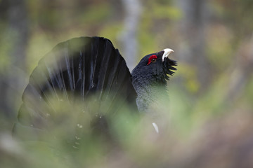 Animal