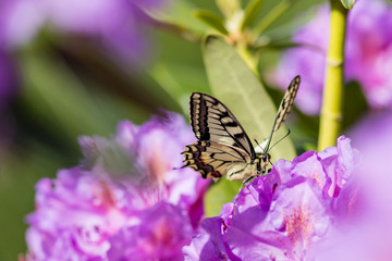 Big butterfly drinking nectar from rhododendron flower