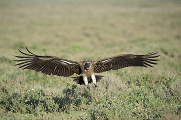 Animal