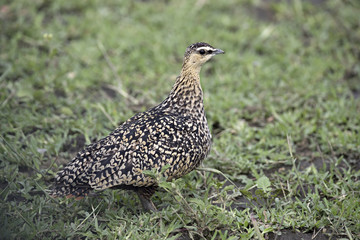 Animal