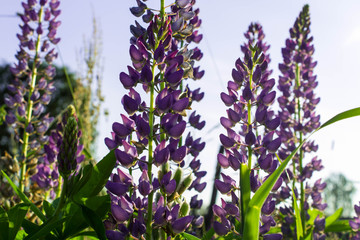 Lupins purple
