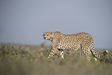 Animal